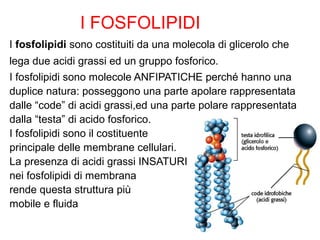 I FOSFOLIPIDI
I fosfolipidi sono costituiti da una molecola di glicerolo che
lega due acidi grassi ed un gruppo fosforico.
I fosfolipidi sono molecole ANFIPATICHE perché hanno una
duplice natura: posseggono una parte apolare rappresentata
dalle “code” di acidi grassi,ed una parte polare rappresentata
dalla “testa” di acido fosforico.
I fosfolipidi sono il costituente
principale delle membrane cellulari.
La presenza di acidi grassi INSATURI
nei fosfolipidi di membrana
rende questa struttura più
mobile e fluida
 
