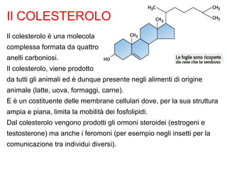 Il COLESTEROLO
Il colesterolo è una molecola
complessa formata da quattro
anelli carboniosi.
Il colesterolo, viene prodotto
da tutti gli animali ed è dunque presente negli alimenti di origine
animale (latte, uova, formaggi, carne).
E è un costituente delle membrane cellulari dove, per la sua struttura
ampia e piana, limita la mobilità dei fosfolipidi.
Dal colesterolo vengono prodotti gli ormoni steroidei (estrogeni e
testosterone) ma anche i feromoni (per esempio negli insetti per la
comunicazione tra individui diversi).
 