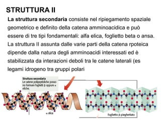 STRUTTURA II
La struttura secondaria consiste nel ripiegamento spaziale
geometrico e definito della catena amminoacidica e può
essere di tre tipi fondamentali: alfa elica, foglietto beta o ansa.
La struttura II assunta dalle varie parti della catena rpoteica
dipende dalla natura degli amminoacidi interessati ed è
stabilizzata da interazioni deboli tra le catene laterali (es
legami idrogeno tra gruppi polari
 