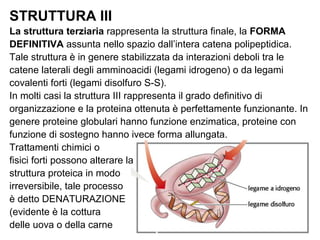 STRUTTURA III
La struttura terziaria rappresenta la struttura finale, la FORMA
DEFINITIVA assunta nello spazio dall’intera catena polipeptidica.
Tale struttura è in genere stabilizzata da interazioni deboli tra le
catene laterali degli amminoacidi (legami idrogeno) o da legami
covalenti forti (legami disolfuro S-S).
In molti casi la struttura III rappresenta il grado definitivo di
organizzazione e la proteina ottenuta è perfettamente funzionante. In
genere proteine globulari hanno funzione enzimatica, proteine con
funzione di sostegno hanno ivece forma allungata.
Trattamenti chimici o
fisici forti possono alterare la
struttura proteica in modo
irreversibile, tale processo
è detto DENATURAZIONE
(evidente è la cottura
delle uova o della carne
 