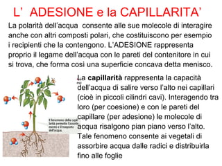 La capillarità rappresenta la capacità
dell’acqua di salire verso l’alto nei capillari
(cioè in piccoli cilindri cavi). Interagendo tra
loro (per coesione) e con le pareti del
capillare (per adesione) le molecole di
acqua risalgono pian piano verso l’alto.
Tale fenomeno consente ai vegetali di
assorbire acqua dalle radici e distribuirla
fino alle foglie
La polarità dell’acqua consente alle sue molecole di interagire
anche con altri composti polari, che costituiscono per esempio
i recipienti che la contengono. L’ADESIONE rappresenta
proprio il legame dell’acqua con le pareti del contenitore in cui
si trova, che forma così una superficie concava detta menisco.
L’ ADESIONE e la CAPILLARITA’
 