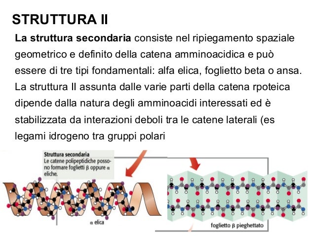Struttura Alfa Elica E Beta Foglietto