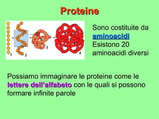 Proteine Sono costituite da  aminoacidi Esistono 20 aminoacidi diversi Possiamo immaginare le proteine come le  lettere dell’alfabeto  con le quali si possono formare infinite parole 