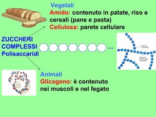     Vegetali   Amido:  contenuto in patate, riso e cereali (pane e pasta) Cellulosa:  parete cellulare   ZUCCHERI COMPLESSI   …  Polisaccaridi Animali   Glicogeno:  è contenuto nei muscoli e nel fegato    