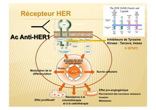 Modulation de la
différenciation
Effet prolifératif
Survie cellulaire
Effet pro-angiogénique
Recrutement des nouveaux vaisseaux
Invasion
Métastases
Cytoplasme
Noyau
Activation des gènes
Progession au cours
du cycle cellulaire
Résistance à la
chimiothérapie
et à la radiothérapie
Tyrosine
kinase
Autre adapteur
ou enzyme
EGF EGF-R
G2 M
G1S
Tyrosine
kinase
Inhibiteurs de Tyrosine
Kinase : Tarceva, Iressa
K BPNPC
 
