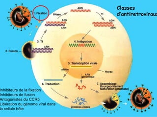 Classes
d’antiretroviraux
Inhibiteurs de la fixation
Inhibiteurs de fusion
Antagonistes du CCR5
Libération du génome viral dans
la cellule hôte
 