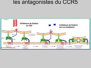 les antagonistes du CCR5
 