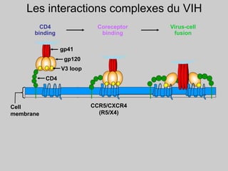 Les interactions complexes du VIH
Virus-cell
fusion
gp41
gp120
V3 loop
CD4
binding
CD4
Cell
membrane
Coreceptor
binding
CCR5/CXCR4
(R5/X4)
 
