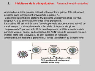 Amantadine a été le premier antiviral utilisé contre la grippe. Elle est surtout
prescrite dans le traitement préventif de la grippe A .
Cette molécule inhibe la protéine M2 présente uniquement chez les virus
grippaux A, d’où son inactivité sur les virus grippaux B.
La protéine M2 est insérée dans l’enveloppe virale et possède une activité de
canal ionique. Le virus pénètre dans la cellule cible par endocytose.
La protéine M2, par son activité de canal à protons, acidifie le contenu de la
particule virale et permet la dissociation des ARN viraux de la matrice. Ceux-ci
migrent alors vers le noyau où ils sont transcrits et répliqués.
Amantadine, en inhibant la protéine M2, inhibe la libération du génome viral
2. Inhibiteurs de la décapsidation : Amantadine et rimantadine
 