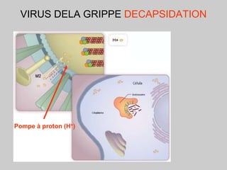 VIRUS DELA GRIPPE DECAPSIDATION
Pompe à proton (H+)
 
