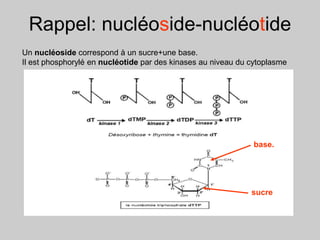 Rappel: nucléoside-nucléotide
Un nucléoside correspond à un sucre+une base.
Il est phosphorylé en nucléotide par des kinases au niveau du cytoplasme
base.
sucre
 