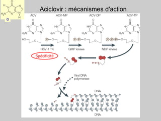 Aciclovir : mécanismes d'action
Spécificité
G
 