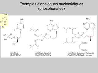 Exemples d'analogues nucléotidiques
(phosphonates)
C
 