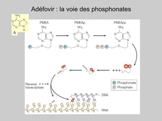 Adéfovir : la voie des phosphonates
A
 