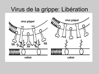 Virus de la grippe: Libération
 