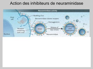 Action des inhibiteurs de neuraminidase
Moscona NEJM 353;13 september 29, 2005
 