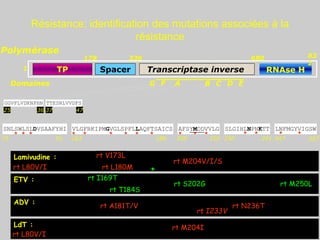 A B C D E
Domaines
178 336 680
TP Transcriptase inverse RNAse H
Spacer
Polymérase
1
83
2
75 163 200 230 247
91 189 210 241 257
SLGIHLNPNKTT LNFMGYVIGSW
SNLSWLSLDVSAAFYHI VLGFRKIPMGVGLSPFLLAQFTSAICS AFSYMDDVVLG
* * * * * * *
* * * * * * * * *
GGVFLVDKNPHN TTESRLVVDFS
25 36 37 47
G F
Lamivudine : rt V173L
rt M204V/I/S
rt L80V/I rt L180M
Résistance: identification des mutations associées à la
résistance
ADV :
rt A181T/V rt N236T
rt I233V
ETV :
rt S202G
rt T184S
rt M250L
rt I169T
+
LdT : rt M204I
rt L80V/I
 