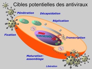 Cibles potentielles des antiviraux
Fixation
Pénétration
Maturation-
assemblage
Transcription
Décapsidation
Libération
Réplication
 