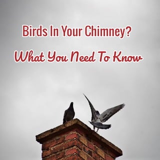 Chimney swifts may cause you problems this spring