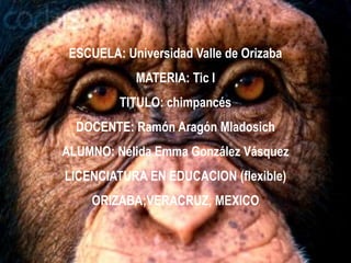 ESCUELA: Universidad Valle de Orizaba
            MATERIA: Tic I
         TITULO: chimpancés
  DOCENTE: Ramón Aragón Mladosich
ALUMNO: Nélida Emma González Vásquez
LICENCIATURA EN EDUCACION (flexible)
    ORIZABA;VERACRUZ, MEXICO
 