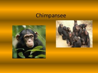 Chimpansee
 