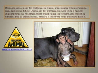 Dois anos atrás, em um dos zoológicos da Rússia, uma chipanzé fêmea por alguma
  razão rejeitou seu filhote. Quando um dos empregados do Zoo levou o pequeno
  chipanzé para a sua residência, nunca imaginou que sua cachorra, uma mastiff, se
  tornaria a mãe do chipanzé órfão, e trataria o lindo bebê como um de seus filhotes.




www.programaanimal.com.br
 