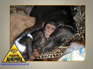 www.programaanimal.com.br
 