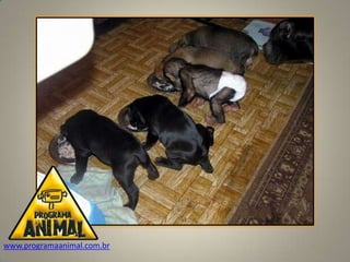 www.programaanimal.com.br
 