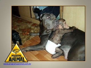 www.programaanimal.com.br
 