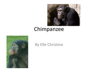 Chimpanzee By Elle Christine 