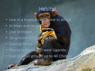 HabitatLive in a tropical rain forest in Africa.In trees and on ground.Live in troops.On ground 90 % of the timeCentral AfricaFound in Gambia in west Uganda.Live in small groups up to 40 Chimps.