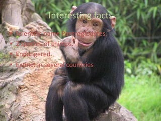 Interesting factsScientific name Pantroglodytes.2 species of chimps.Endangered.Extinct in several countries