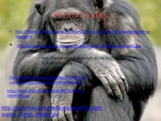 Photo Creditshttp://flickrcc.bluemountains.net/flickrCC/index.php?terms=Chimpanzee&edit=yes&page=1http://pics.tech4learning.com/details.php?img=021810bushgardens061.jpghttp://farm4.static.flickr.com/3325/4616103285_d346ae5b32.jpghttp://flickrcc.bluemountains.net/flickrCC/index.php?terms=Chimpanzee&edit=yes&page=1http://farm1.static.flickr.com/41/90526325_f354e49984.jpghttp://commons.wikimedia.org/wiki/File:Lightmatter_chimp_thinker.jpg