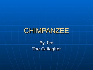CHIMPANZEE By Jim The Gallagher 