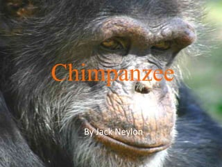 Chimpanzee

  By Jack Neylon
 