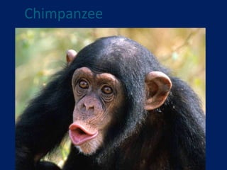  Chimpanzee 