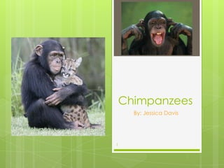 Chimpanzees
      By: Jessica Davis




1
 