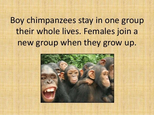 chimpanzee facts gibbons chimpanzee facts gibbons