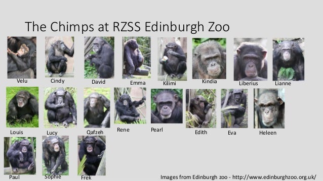common chimpanzee height