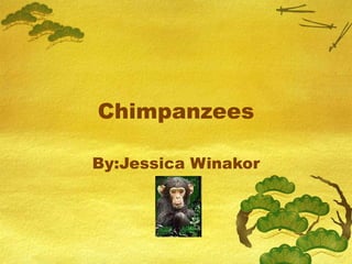 Chimpanzees By:Jessica Winakor 