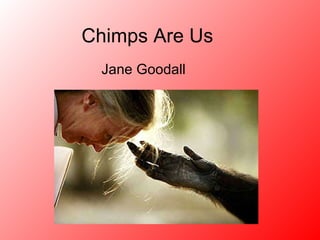 Chimps Are Us Jane Goodall 
