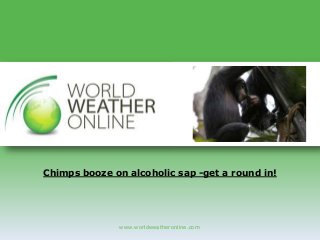 www.worldweatheronline.com
Chimps booze on alcoholic sap -get a round in!
 
