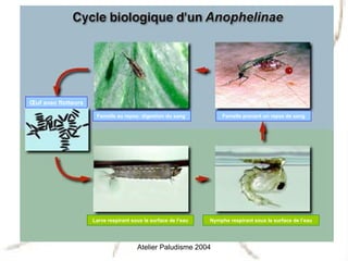 Œuf avec flotteurs

                      Femelle au repos: digestion du sang           Femelle prenant un repas de sang




                     Larve respirant sous la surface de l’eau   Nymphe respirant sous la surface de l’eau




                                       Atelier Paludisme 2004
 