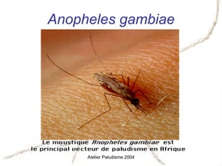 Anopheles gambiae




     Atelier Paludisme 2004
 