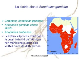 La distribution d’Anopheles gambiae



Complexe Anopheles gambiae:
Anopheles gambiae sensu
stricto
Anopheles arabiensis
Les deux espèces vivent dans
la quasi totalité de l’Afrique
non méridionale, sont plus
vastes aires de distribution.


                    Atelier Paludisme 2004
 