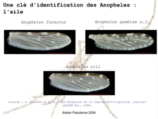 Une clé d'identification des Anopheles :
l'aile
        Anopheles funestus                            Anopheles gambiae s.l.




                                   Anopheles nili




 (source : J. Brunhes et Coll., Les Anopheles de la région afro-tropicale, logiciel
                                  ORSTOM Ed., 1998)

                                 Atelier Paludisme 2004
 