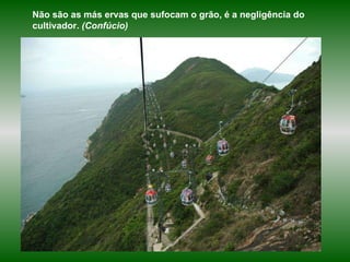 Não são as más ervas que sufocam o grão, é a negligência do cultivador.  (Confúcio) 