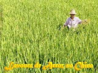 Lavoura de Arroz na China
