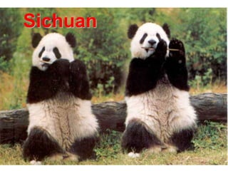 Sichuan 