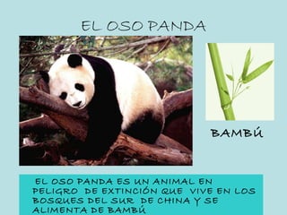 EL OSO PANDA <ul><li>EL OSO PANDA ES UN ANIMAL EN PELIGRO  DE EXTINCIÓN QUE  VIVE EN LOS BOSQUES DEL SUR  DE CHINA Y SE AL...